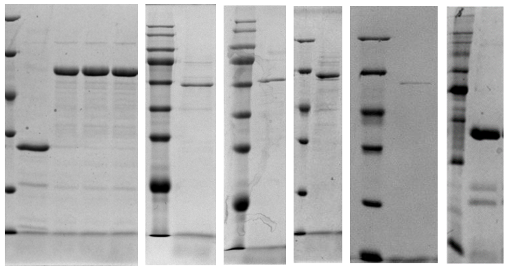 江苏广东会|生物医药|重组胶原蛋白|unicollagen